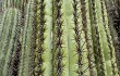 Preview photo Echinopsis tacaquirensis