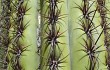 Preview photo Echinopsis tacaquirensis