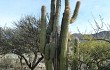 Vista previa de Echinopsis tacaquirensis