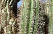 Preview photo Echinopsis tacaquirensis