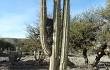 Vista previa de Echinopsis tacaquirensis