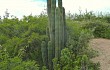 Vista previa de Echinopsis tacaquirensis