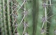 Anteprima di Echinopsis tacaquirensis