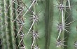 Anteprima di Echinopsis tacaquirensis