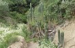 Anteprima di Echinopsis tacaquirensis