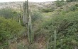 Vista previa de Echinopsis tacaquirensis