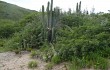 Vista previa de Echinopsis tacaquirensis