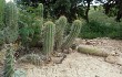 Anteprima di Echinopsis tacaquirensis