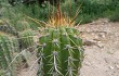 Anteprima di Echinopsis tacaquirensis