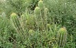 Anteprima di Echinopsis tacaquirensis