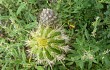 Preview photo Echinopsis tacaquirensis