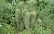 Preview photo Echinopsis tacaquirensis