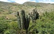 Vista previa de Echinopsis tacaquirensis