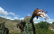 Anteprima di Echinopsis tacaquirensis