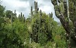 Preview photo Echinopsis tacaquirensis