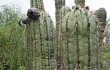 Anteprima di Echinopsis tacaquirensis