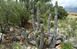 Preview photo Echinopsis tacaquirensis