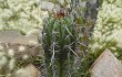 Anteprima di Echinopsis tacaquirensis