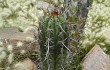 Preview photo Echinopsis tacaquirensis