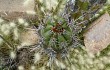 Preview photo Echinopsis tacaquirensis