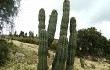 Anteprima di Echinopsis tacaquirensis