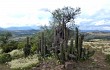 Anteprima di Echinopsis tacaquirensis