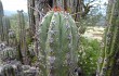 Vista previa de Echinopsis tacaquirensis