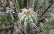 Preview photo Echinopsis tacaquirensis