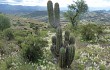 Preview photo Echinopsis tacaquirensis