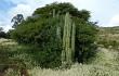 Anteprima di Echinopsis tacaquirensis