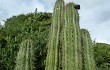 Anteprima di Echinopsis tacaquirensis