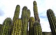 Preview photo Echinopsis tacaquirensis