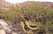 Preview photo Echinopsis angelesiae