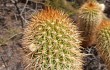 Vista previa de Echinopsis angelesiae