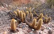 Anteprima di Echinopsis angelesiae