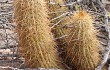 Preview photo Echinopsis angelesiae