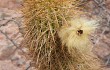 Anteprima di Echinopsis angelesiae