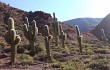 Vista previa de Echinopsis pasacana