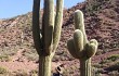 Anteprima di Echinopsis pasacana