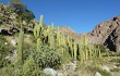 Vista previa de Echinopsis pasacana