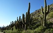 Preview photo Echinopsis pasacana