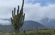 Anteprima di Echinopsis pasacana