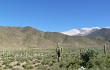 Vista previa de Echinopsis pasacana