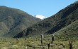 Preview photo Echinopsis pasacana