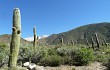 Vista previa de Echinopsis pasacana