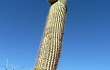 Anteprima di Echinopsis pasacana