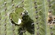 Vista previa de Echinopsis pasacana