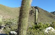 Anteprima di Echinopsis pasacana