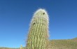 Anteprima di Echinopsis pasacana