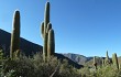 Anteprima di Echinopsis pasacana